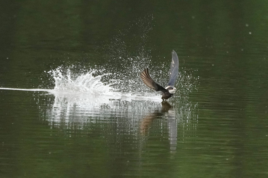 最速飛行のハリオアマツバメ