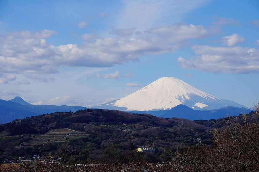 富士山と菜の花