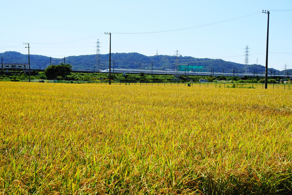 稲の実り風景