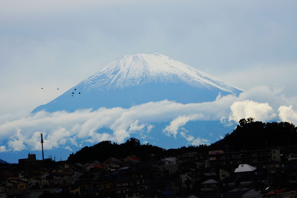 冠雪の富士山に　鳥