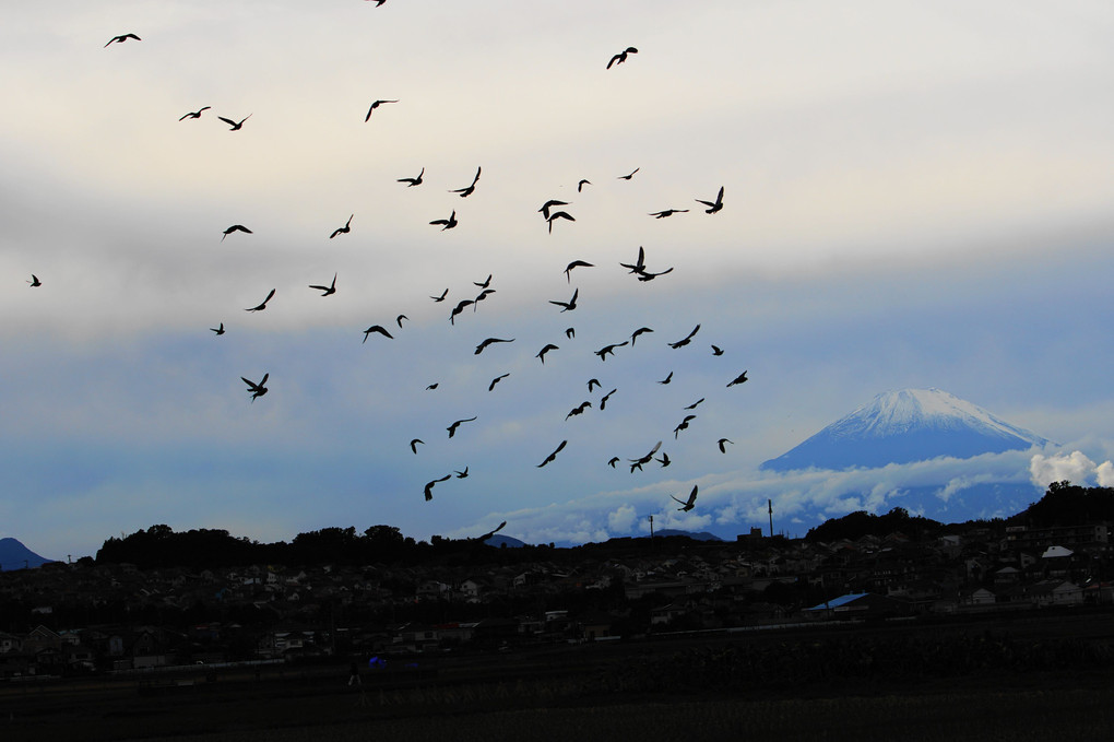 冠雪の富士山に　鳥