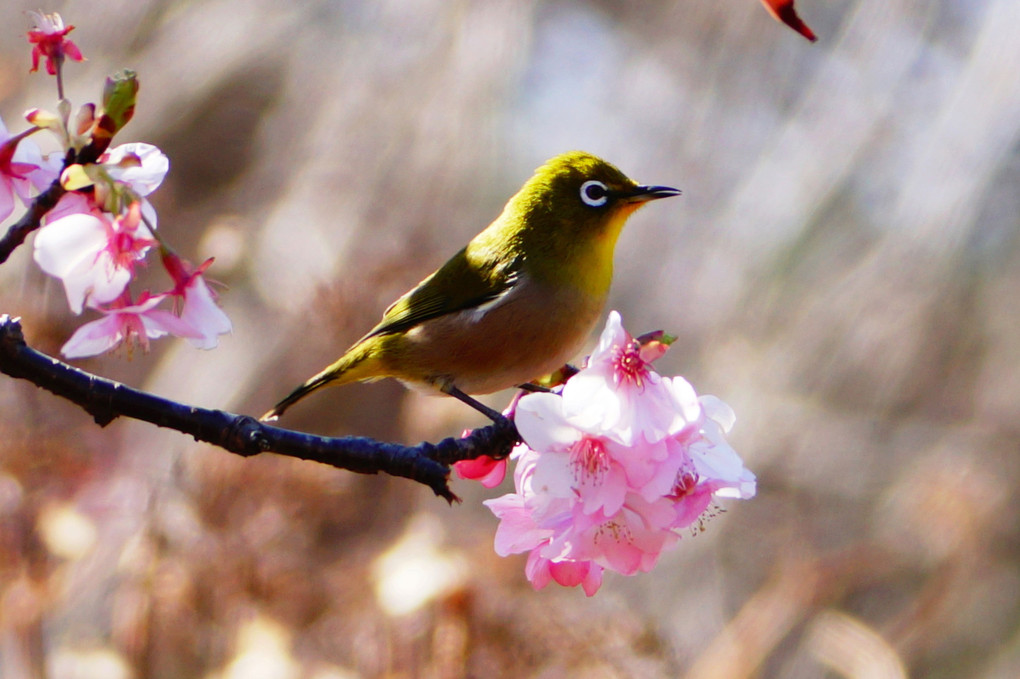 メジロと桜