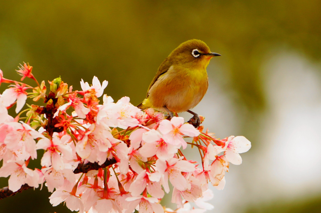 桜とメジロ