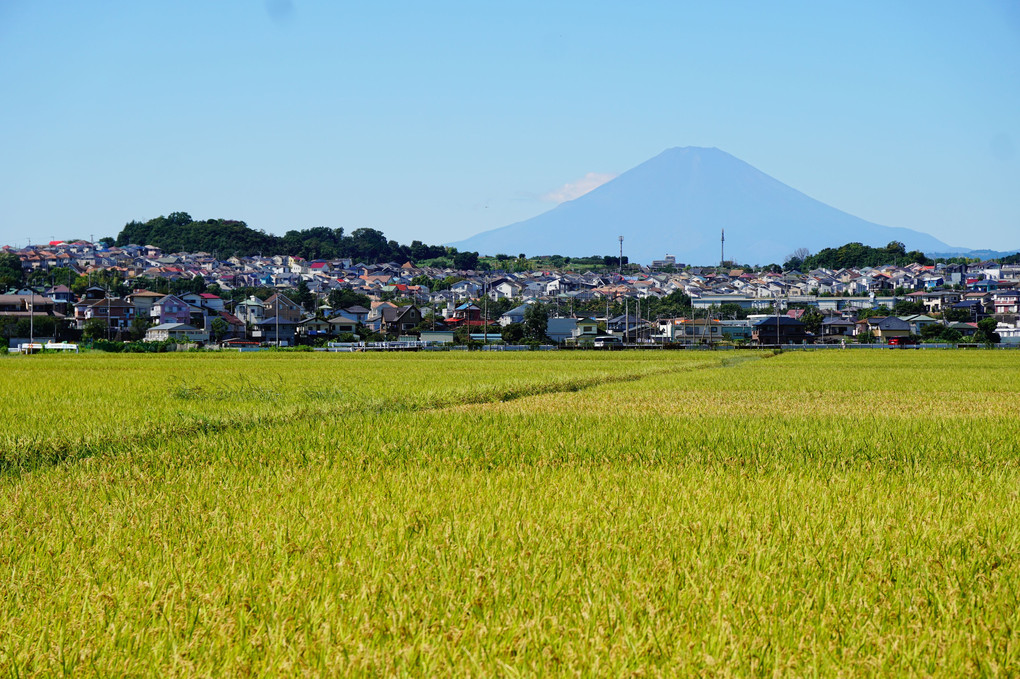 富士山と稲実