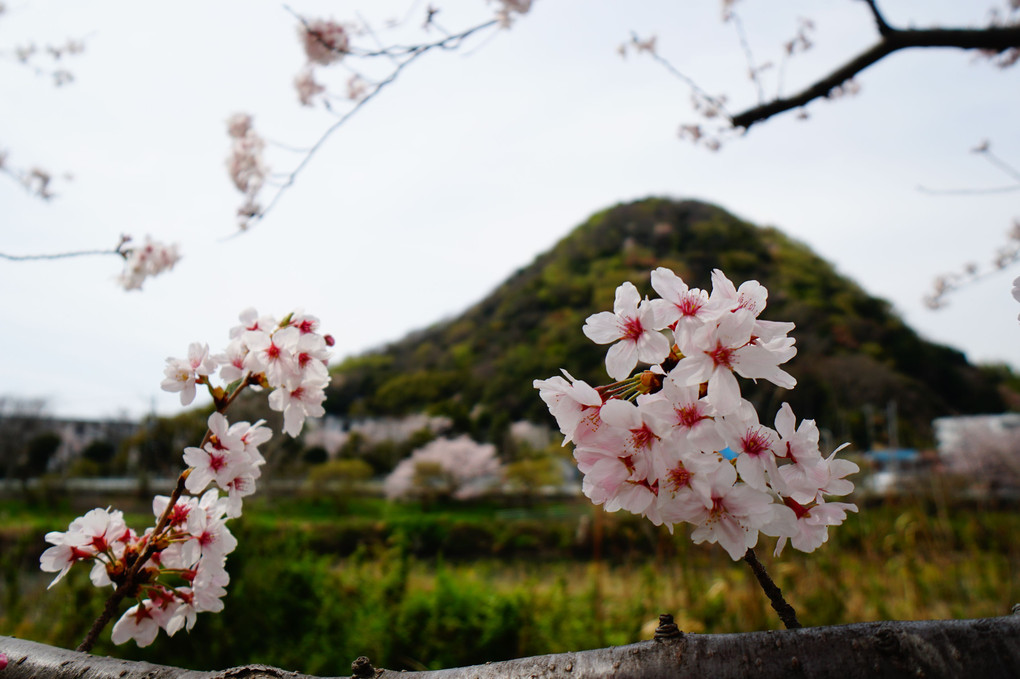 桜で飾る大自然