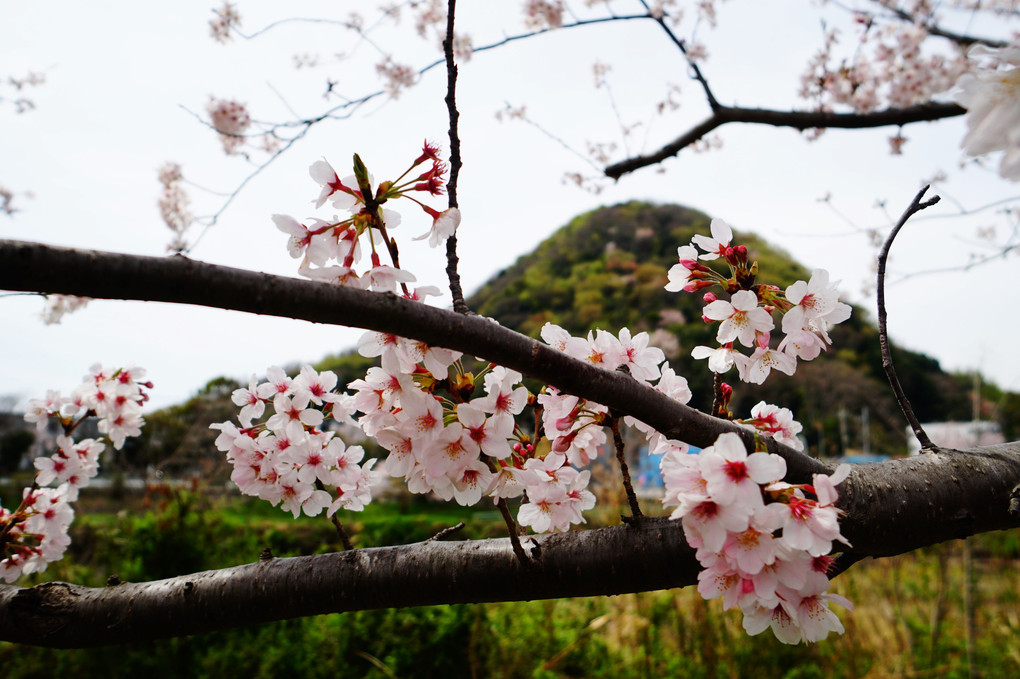 桜で飾る大自然