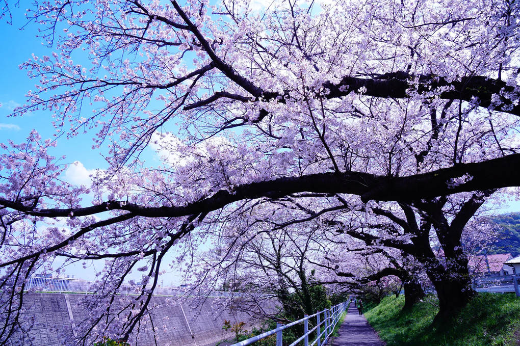 川沿いの桜満開