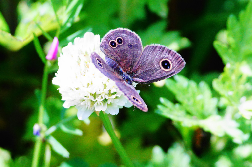❀花と蝶