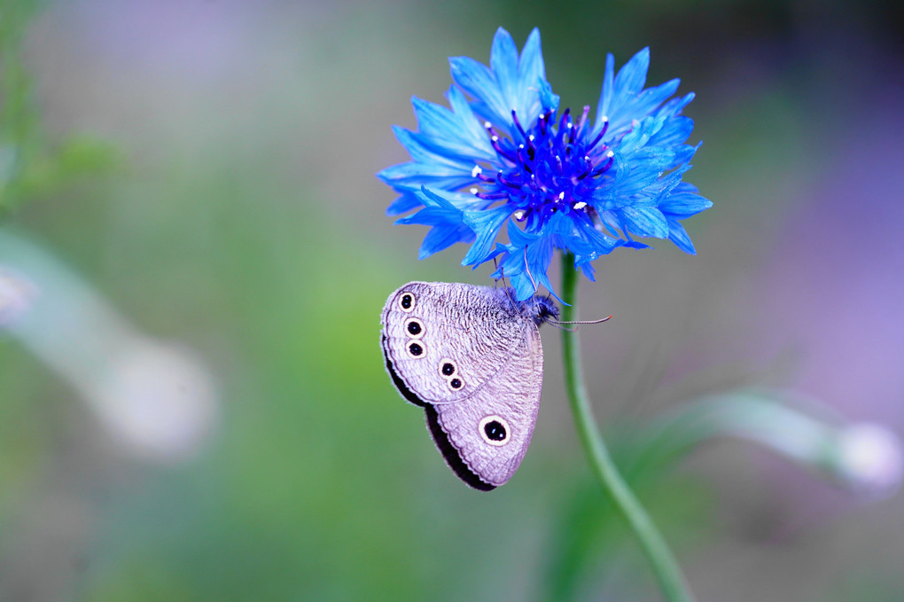 ❀花と蝶