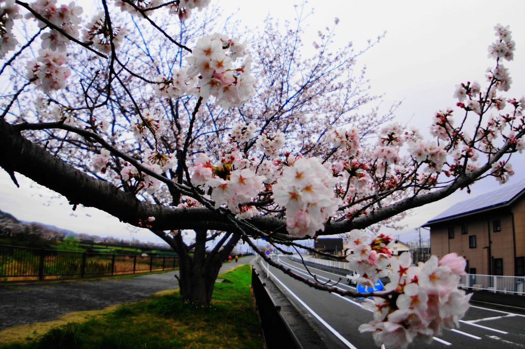 🌸桜満開