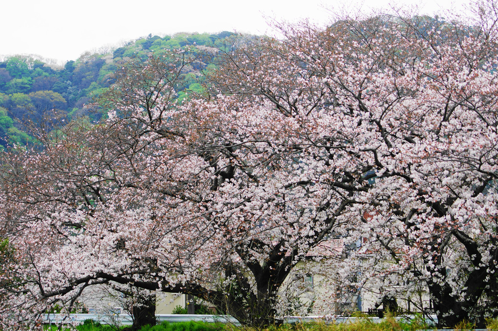 🌸桜満開