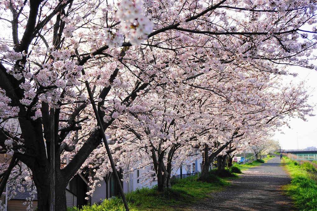 桜の花道と猫