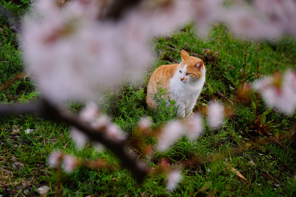 桜の花道と猫