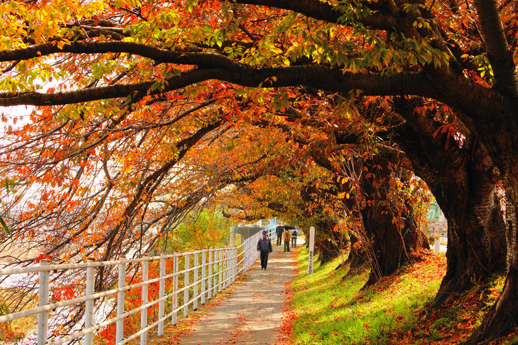 紅葉とキジバト