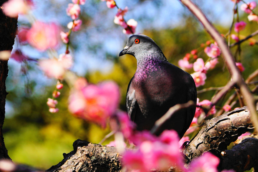 鳩の気持ち