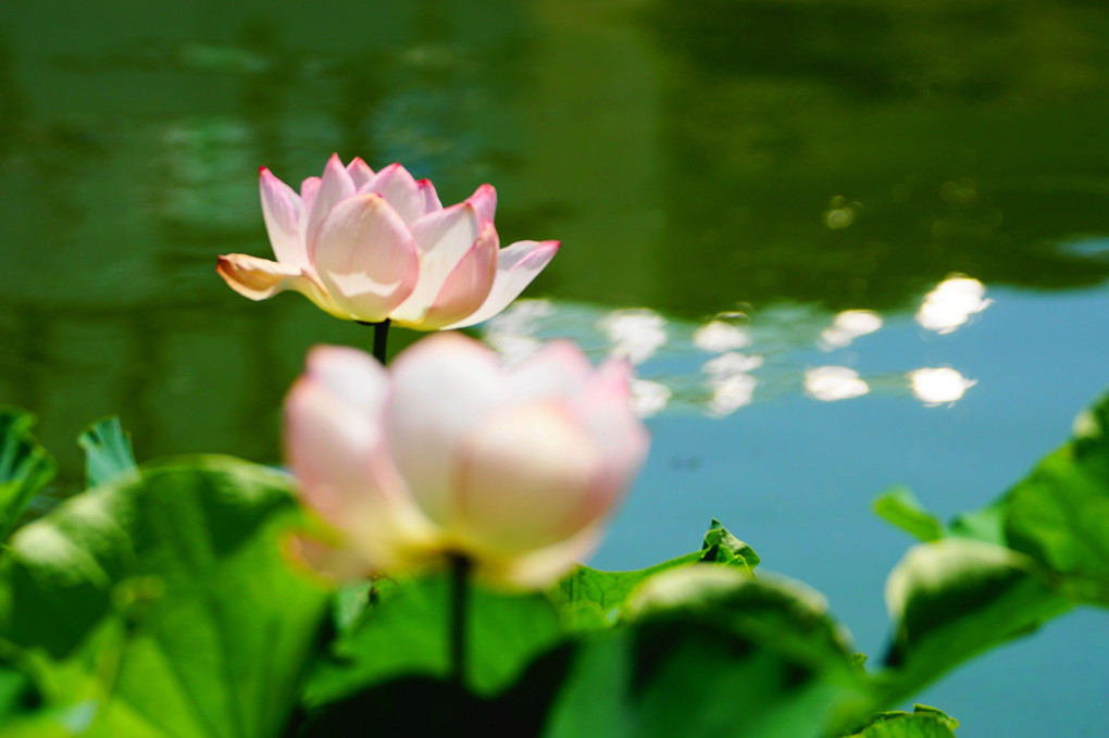 蓮と光の花びら