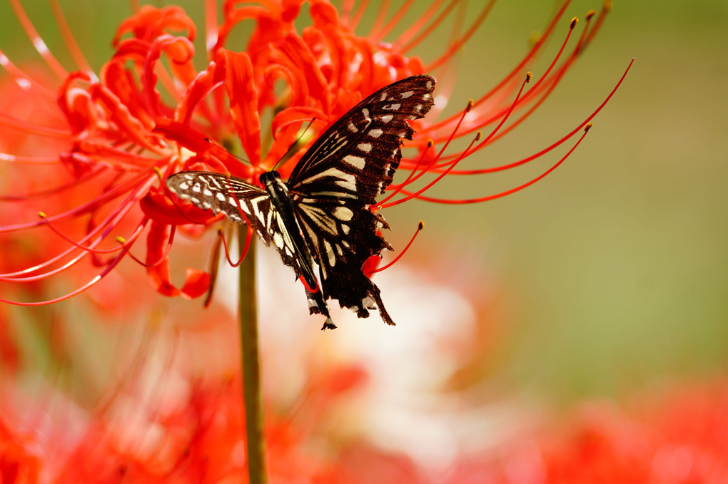 彼岸花と麗しアゲハ蝶