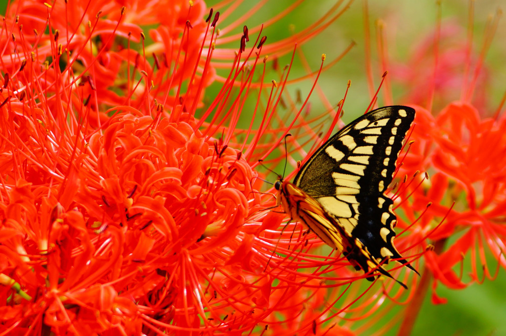 彼岸花と麗しアゲハ蝶