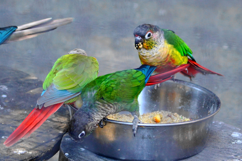 ホオミドリウロコインコ　仲良し