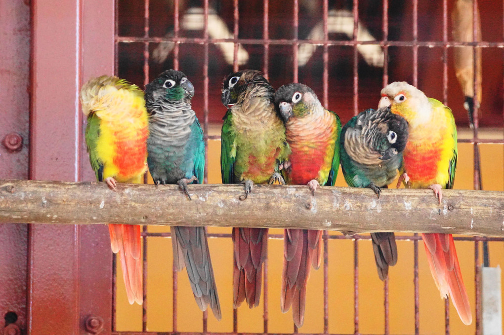 ホオミドリウロコインコ　仲良し