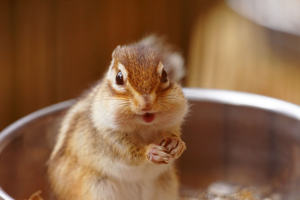 シマリス　食欲の秋　