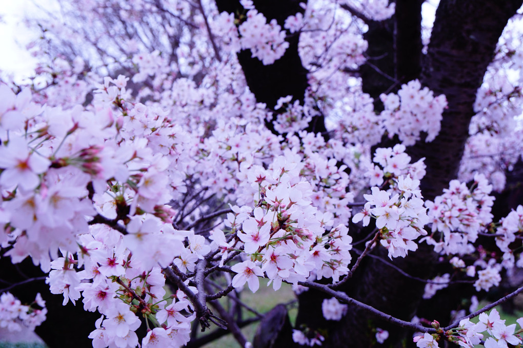 公園の桜　満開