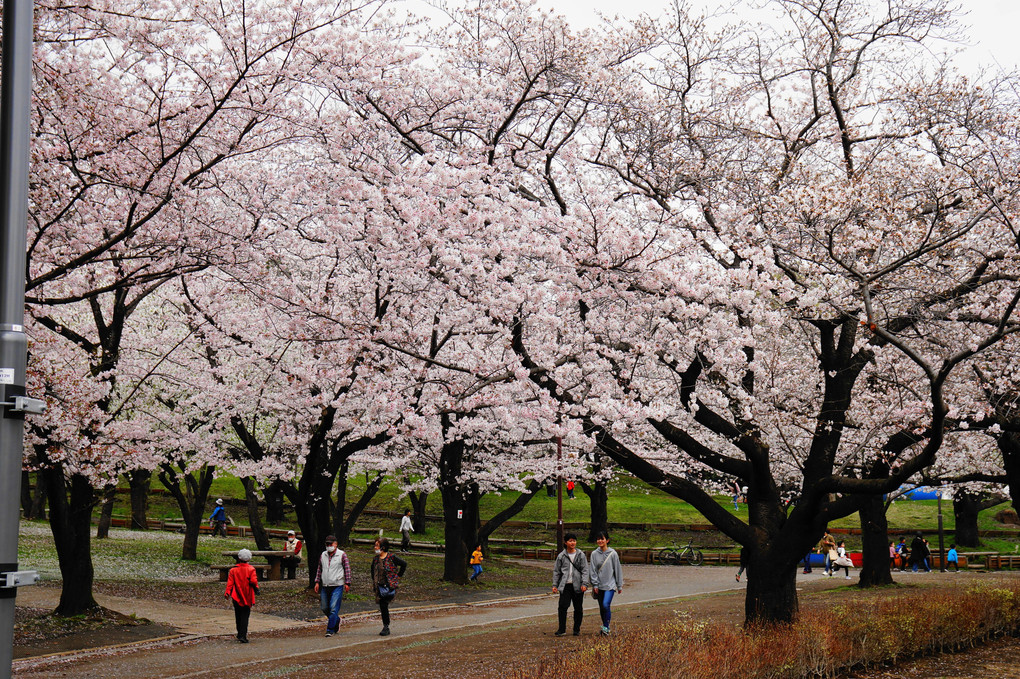 公園の桜　満開