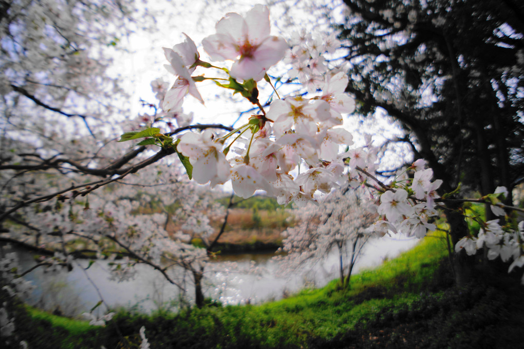 🌸桜とアカメガシワ