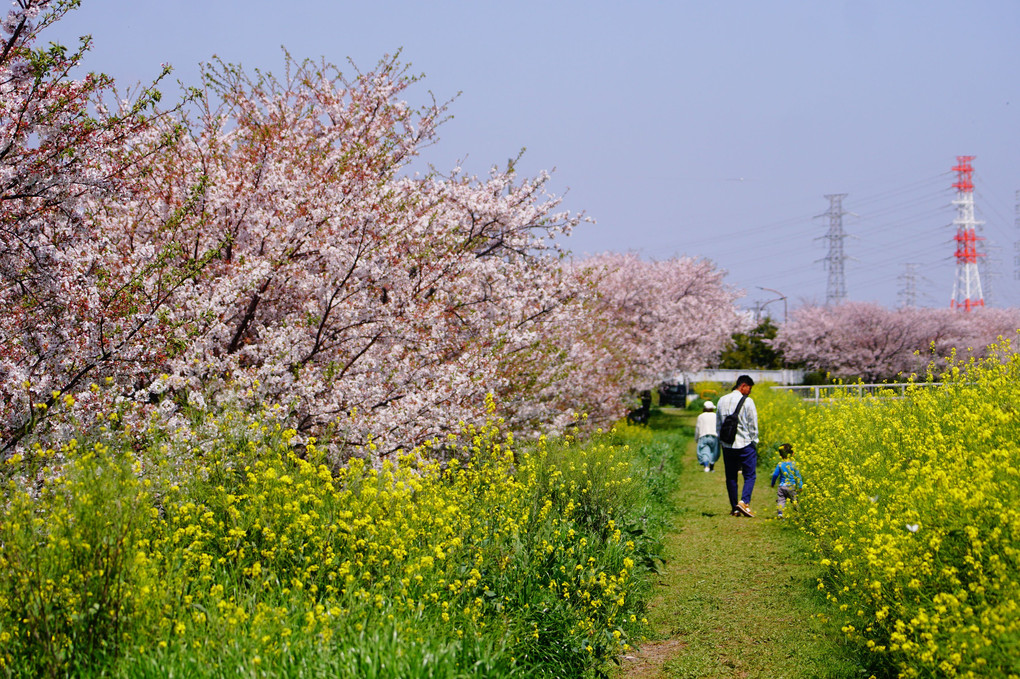 桜と菜の花フィナーレ