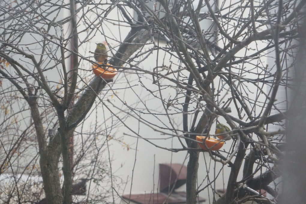 野鳥の食事他