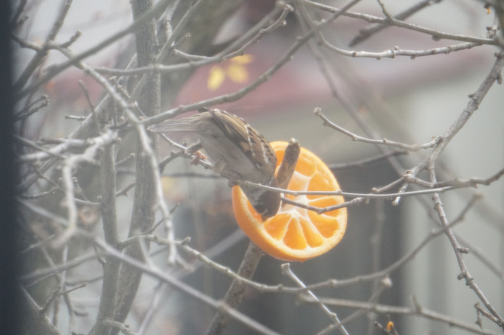 野鳥の食事他