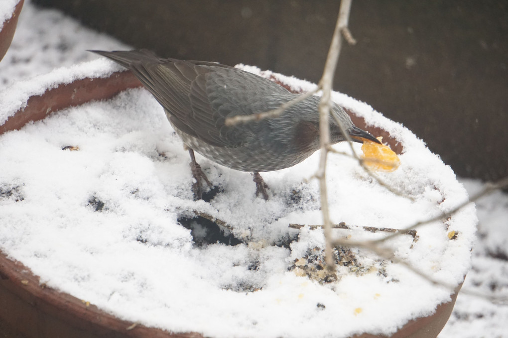 ヒヨドリの食事