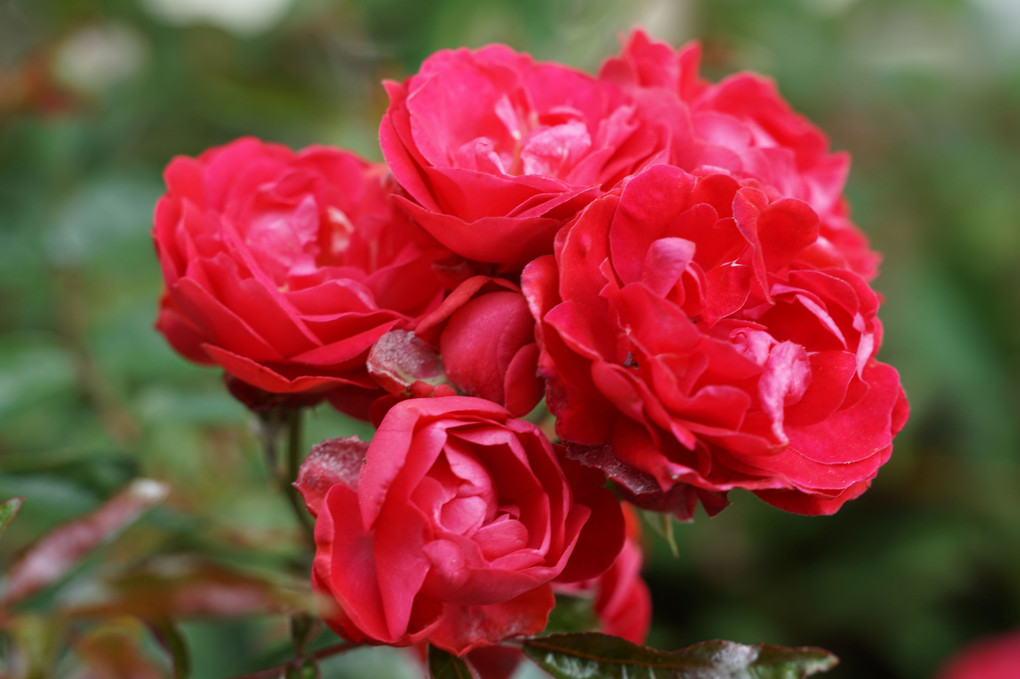 我家で咲いた真赤な綺麗なミニ薔薇