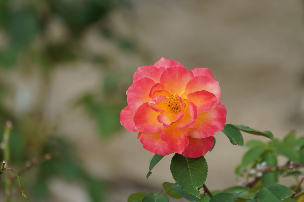 綺麗なバラの花