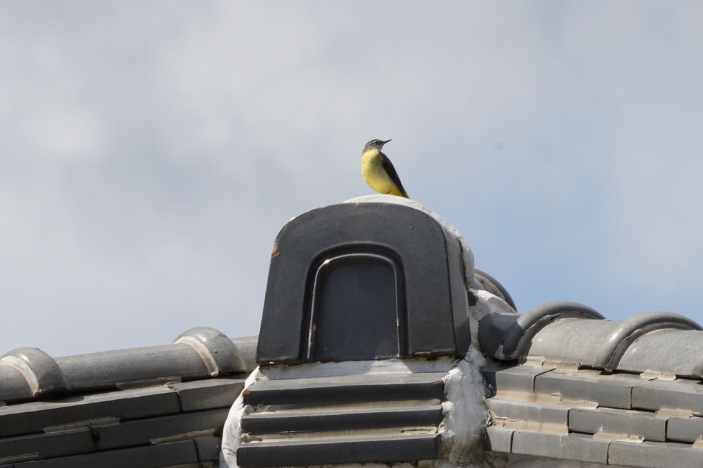 今朝、散歩道で出会った野鳥