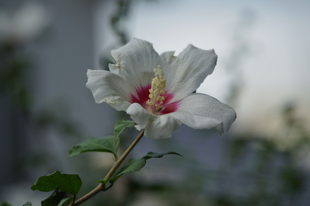我家の庭で咲いたムクゲの花