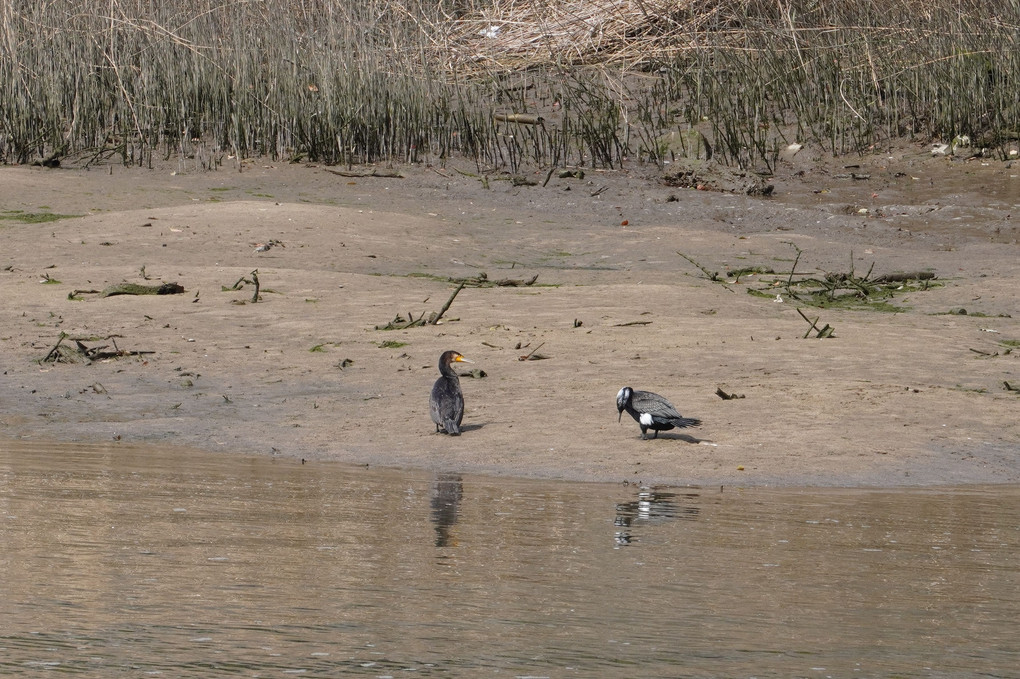 縮景園と近くの川で見つけた鳥、カメ、鯉②