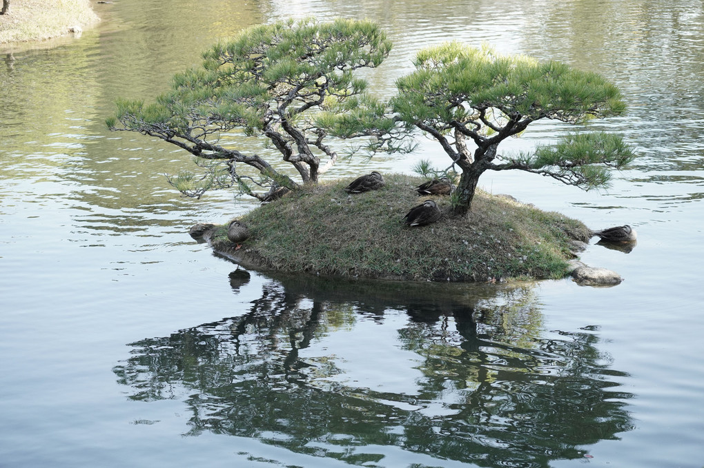 広島縮景園の植物、鳥