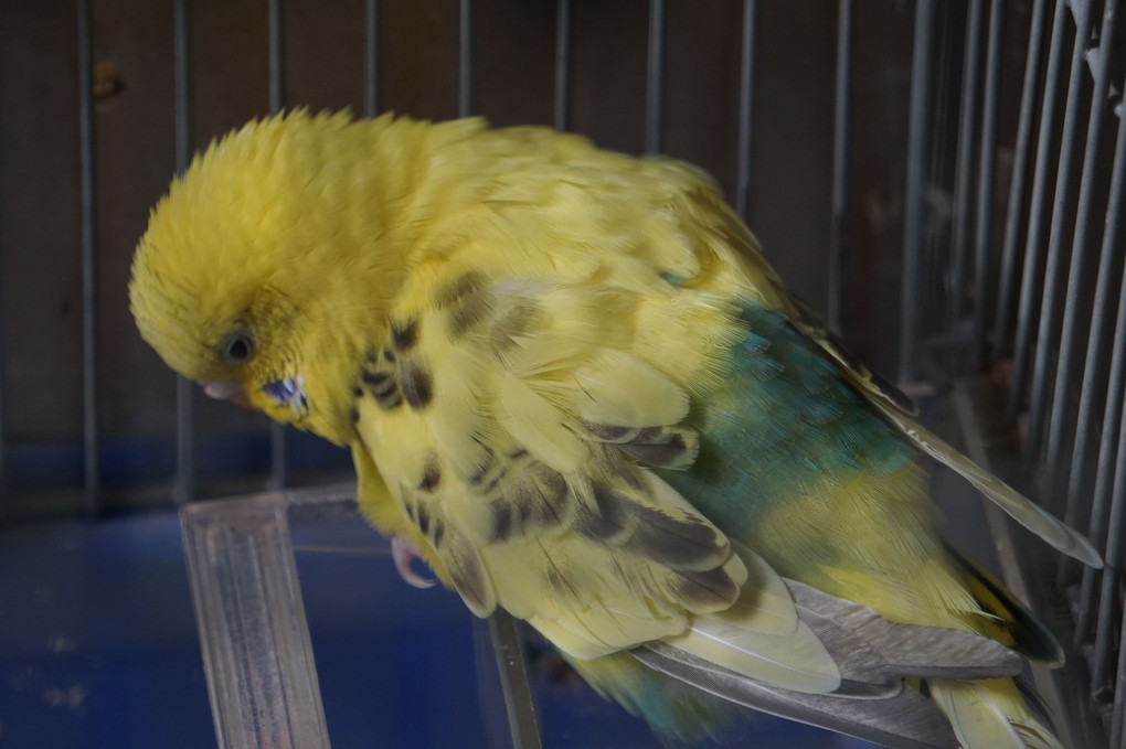 14歳のセキセイインコ（♀）