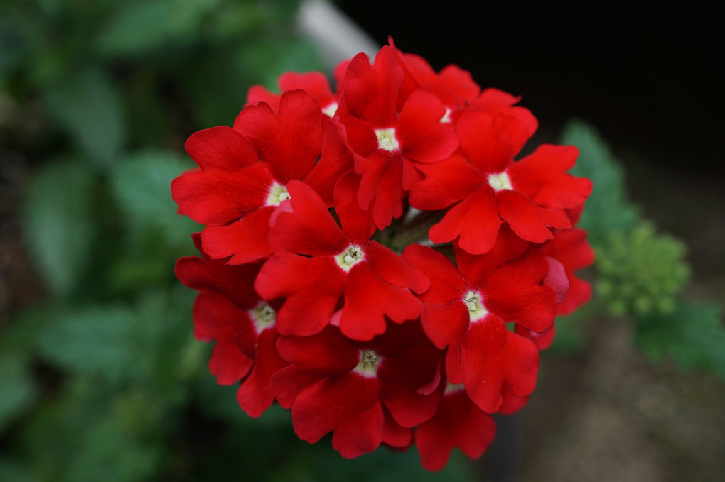 我家の鉢植えの花