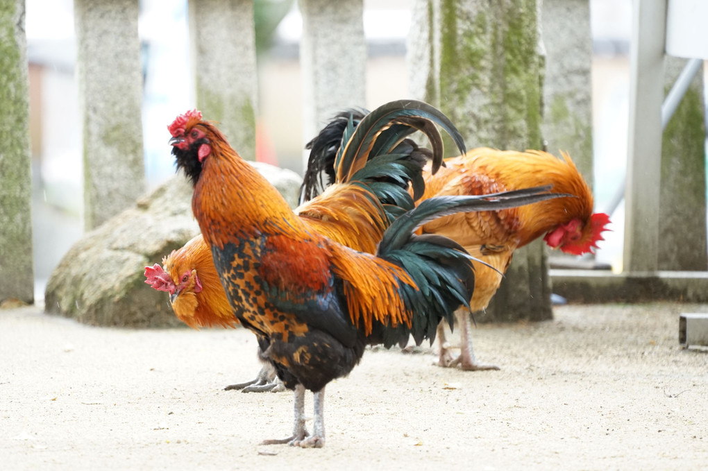 下関市城下町長府の忌宮神社にいた珍しい鶏たち