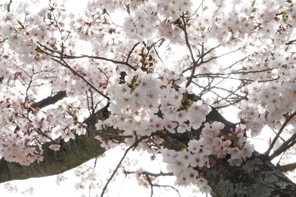 近所の公園の咲いた桜