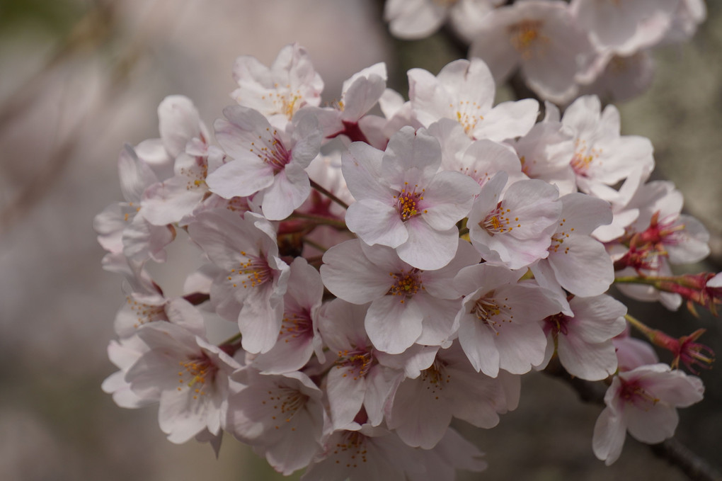 近所の公園の咲いた桜
