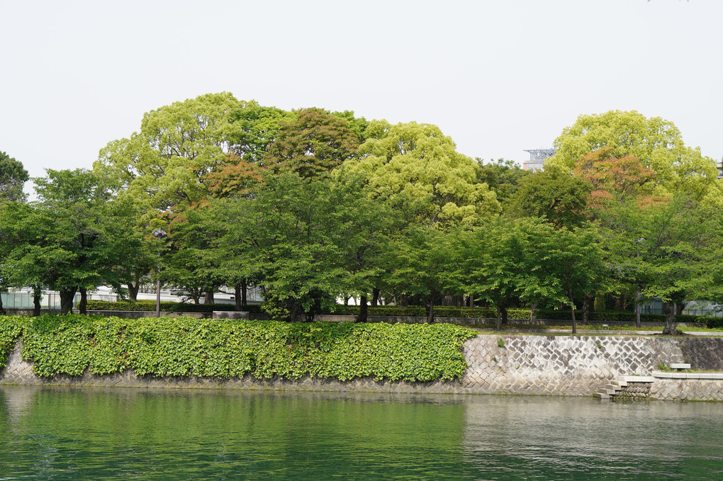 広島平和記念公園内で咲いてた綺麗なバラの花と新緑風景