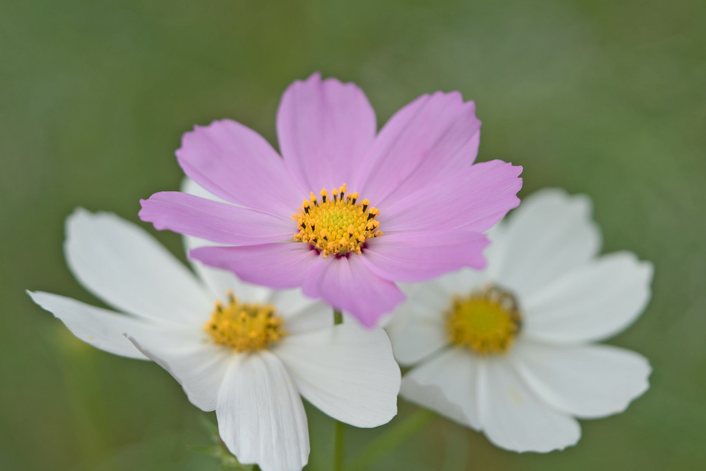 コスモス　〜 わたなべもも先生の季節の花講座 〜