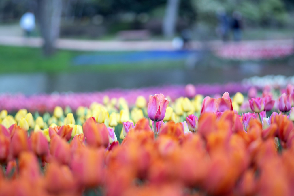 昭和記念公園の花々