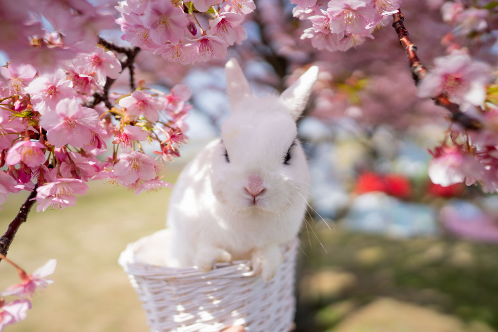 ウサギと桜