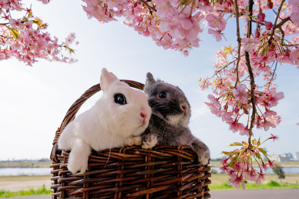 ウサギと桜