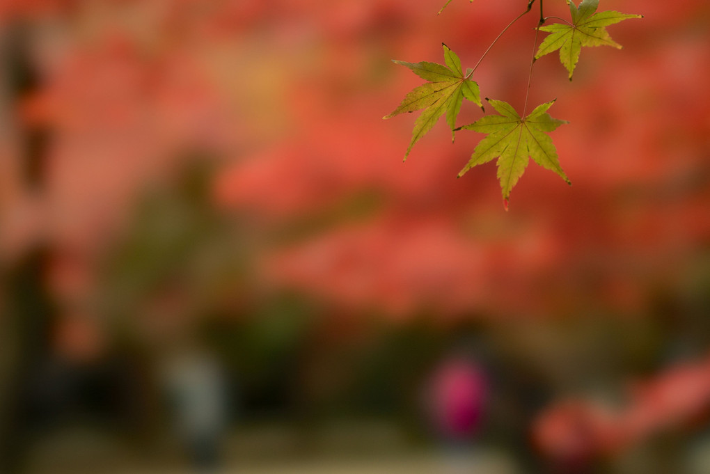 平林寺の紅葉