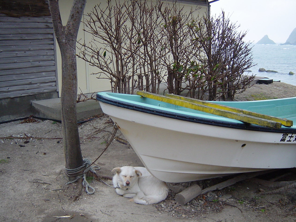 海辺の犬